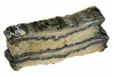 Mammoth Molar Slice With Case - South Carolina #106535-2